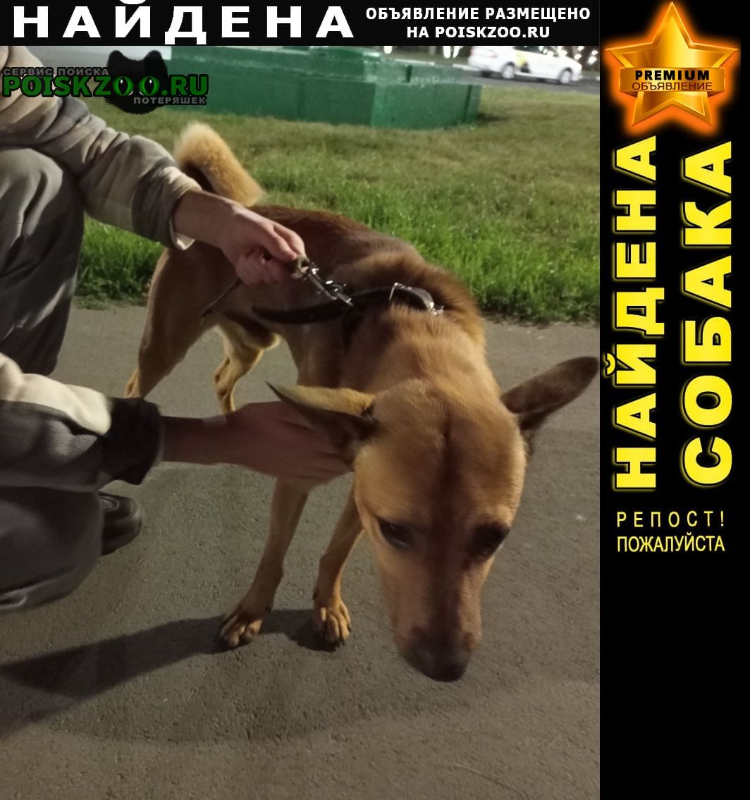 Найдена собака кобель на проспекте московский Кемерово