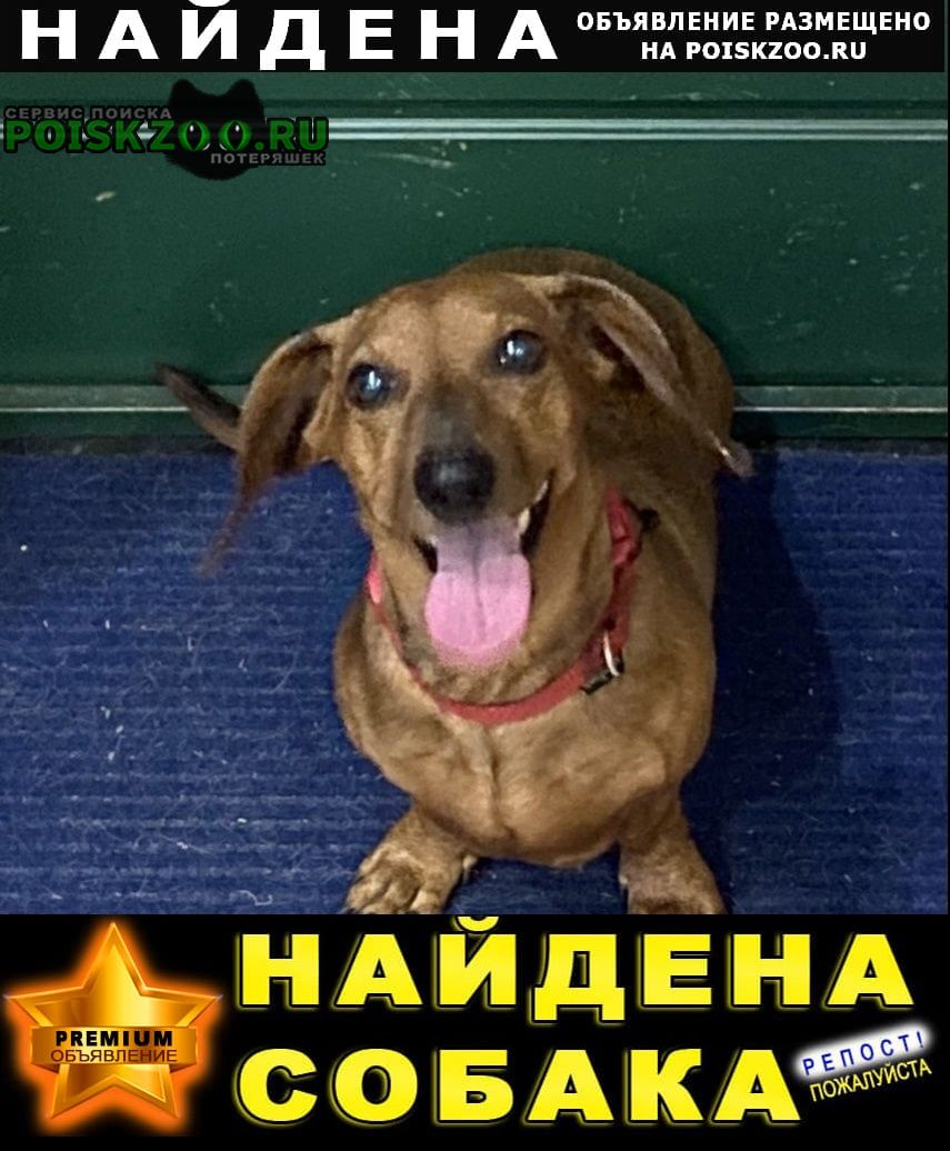 Найдена собака такса в районе шоссе космонавтов Пермь