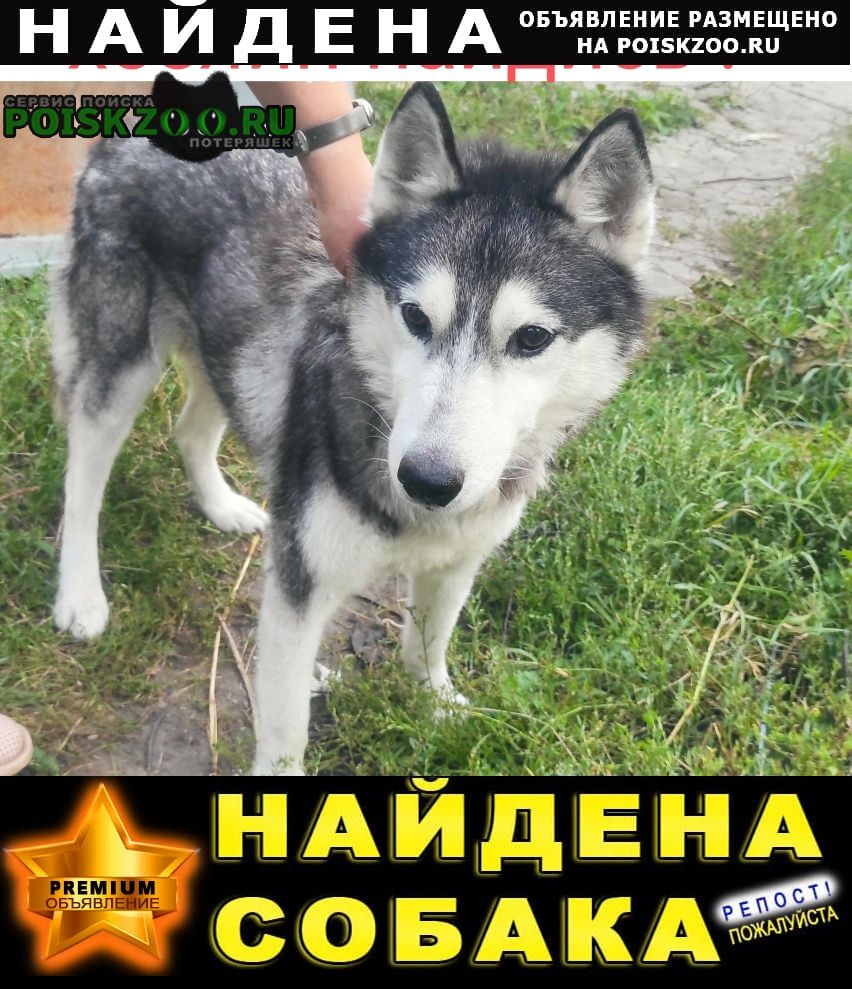 Найдена собака Воронеж