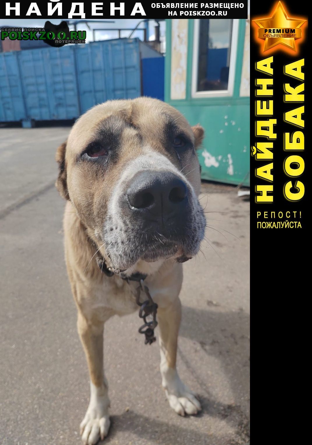 Найдена собака кобель видимо алабай на киевском шоссе ( возмош Обнинск