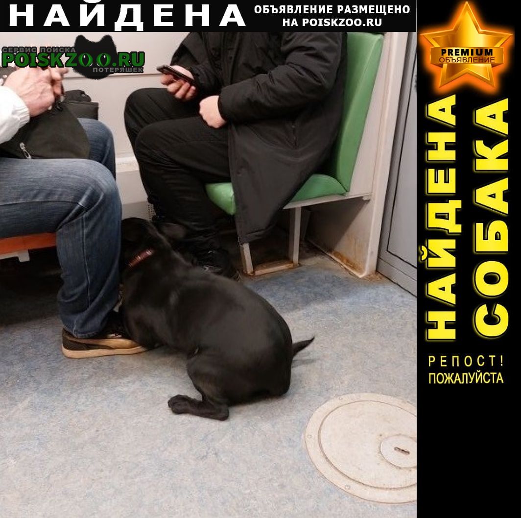 Найдена собака в электричке Москва
