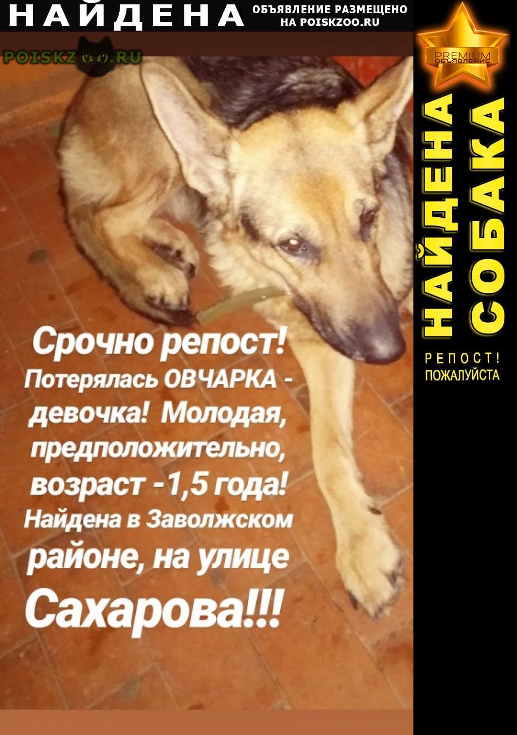 Пропала собака ярославль. Потерялась собака Ярославль. Собака ищет хозяина. Собаки в Ярославле.