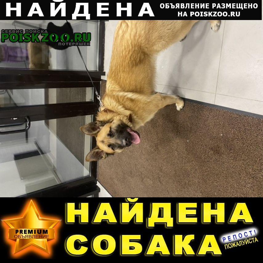 Найдена собака кобель молодой Москва