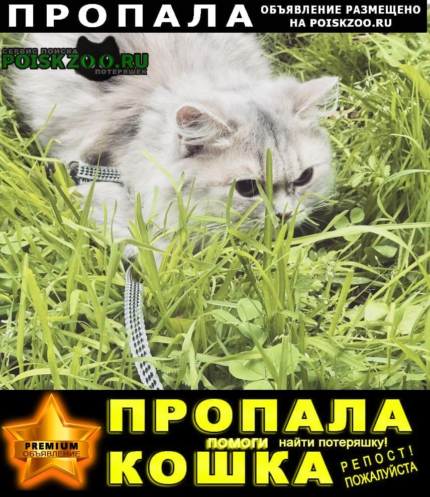 Москва Пропала кошка тверская, цао