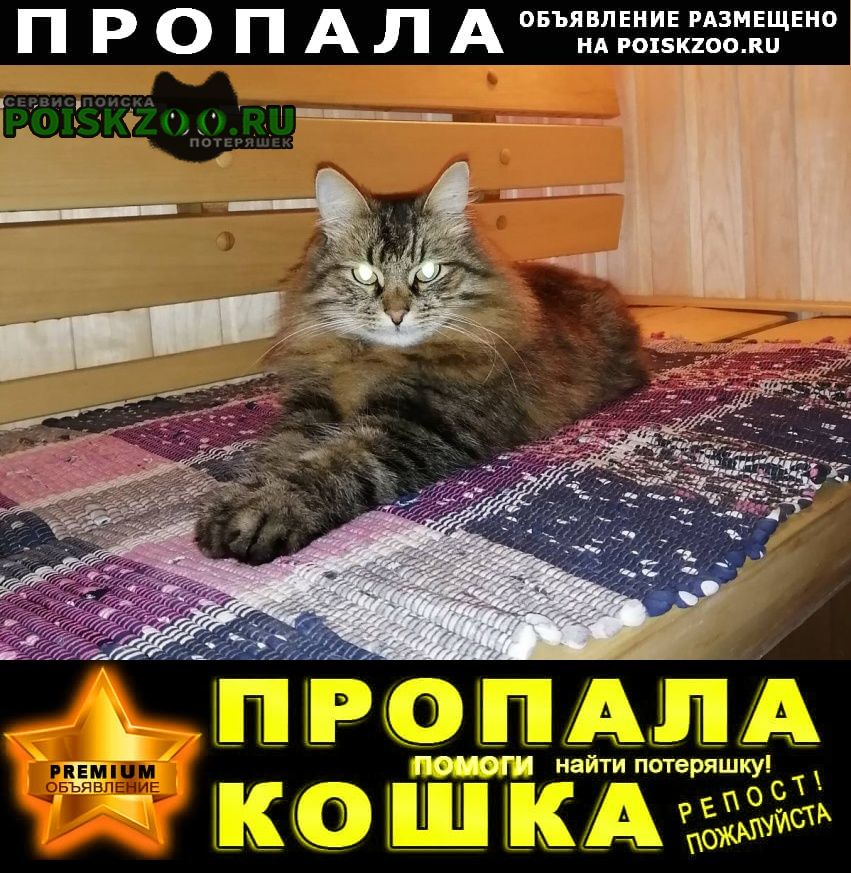 Пропал кот сормово Нижний Новгород