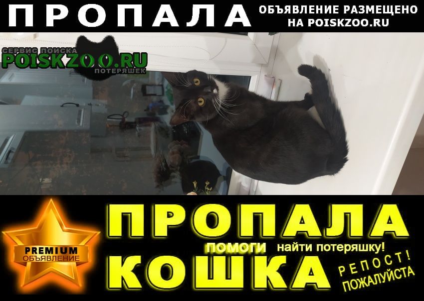 Пропал кот чёрный с белыми лапками Казань