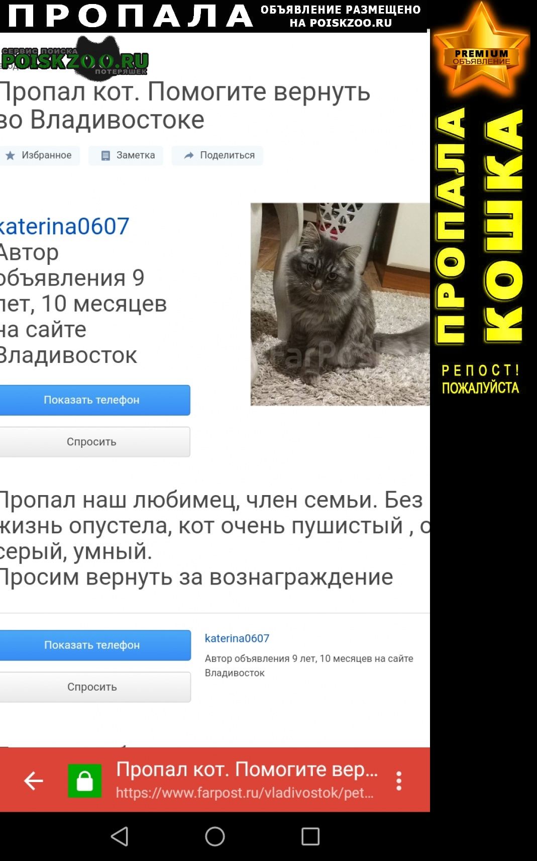 Пропал кот Владивосток