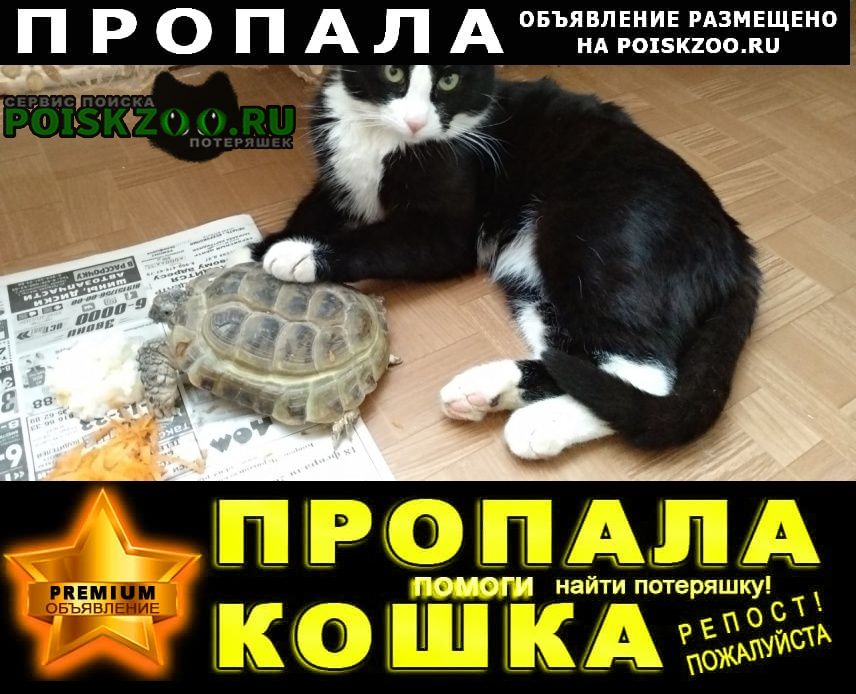 Пропал кот федя на улице ватутина дом 53 Ковров