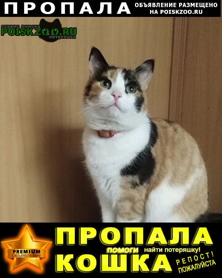 Санкт-Петербург Пропала кошка трехцветная