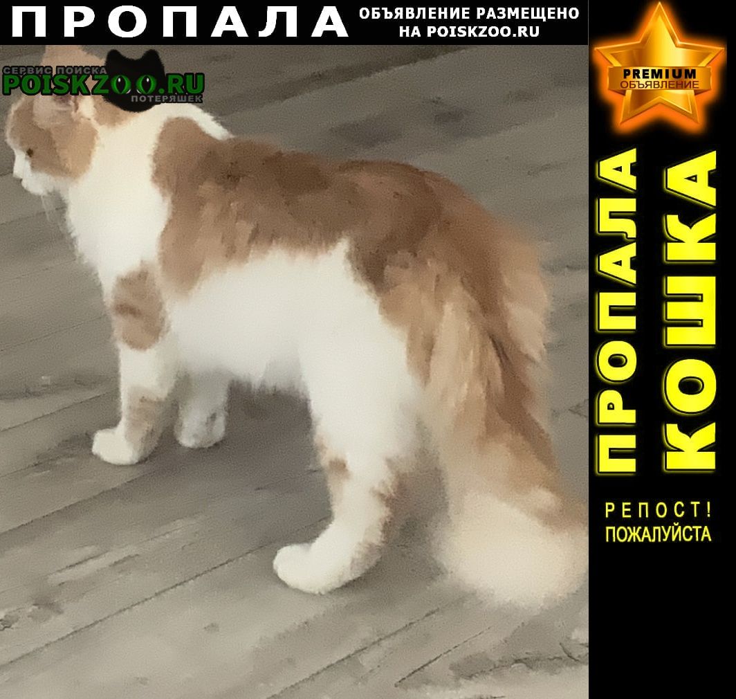 Смоленск Пропал кот лакки