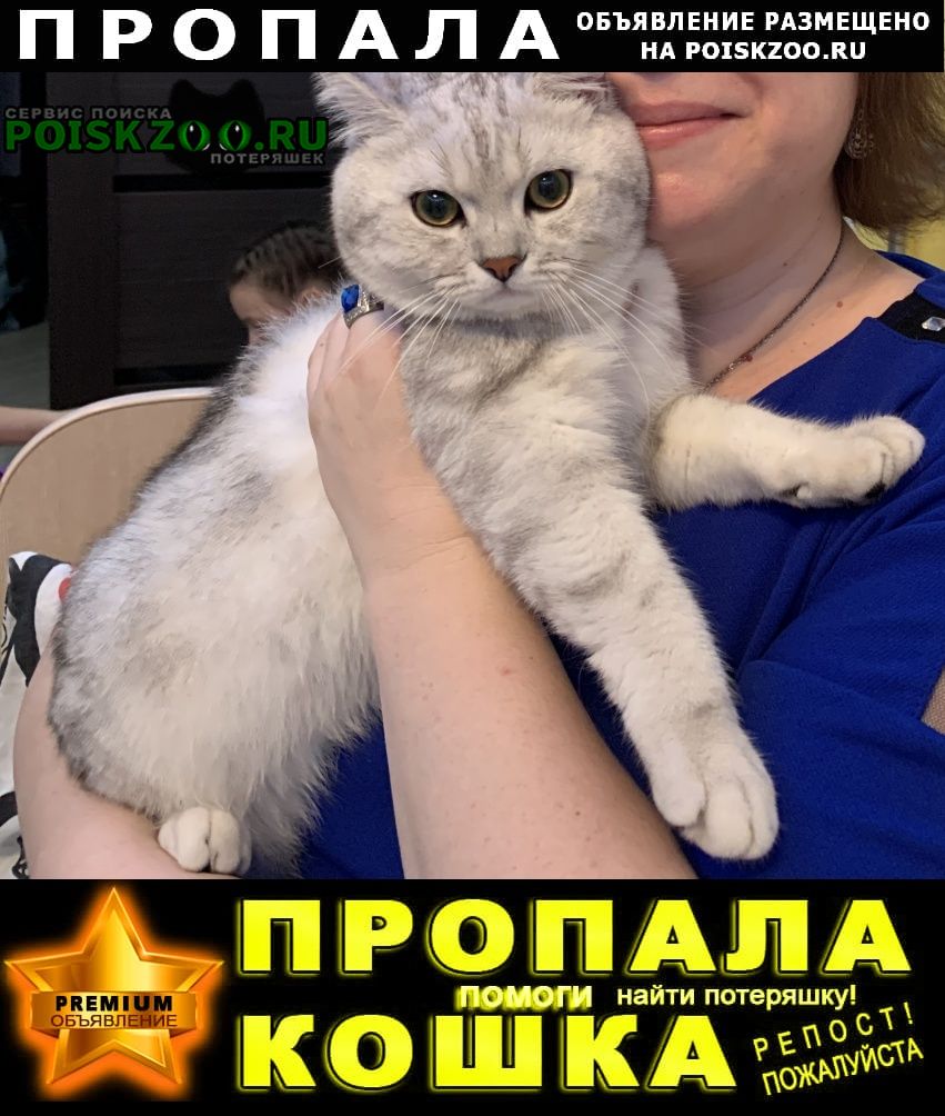 Пропал кот Казань