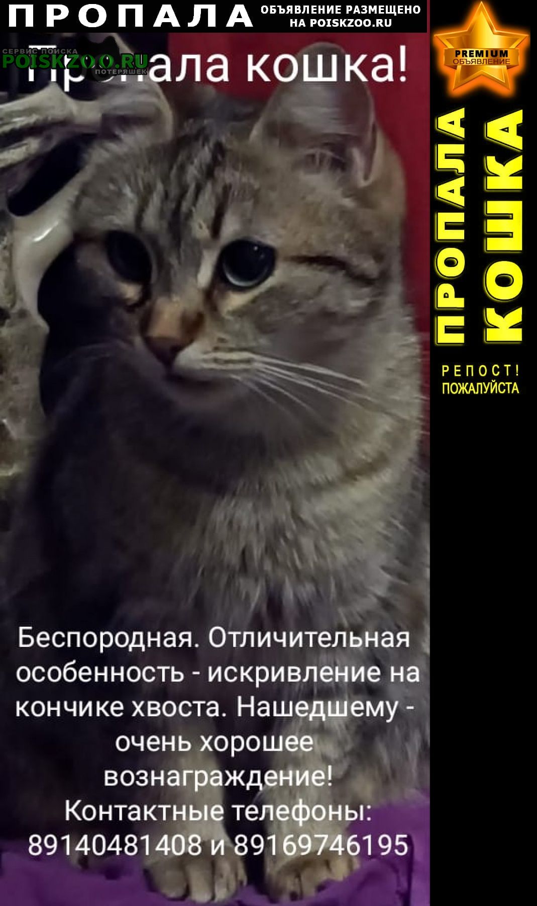 Пропала кошка любимая Симферополь