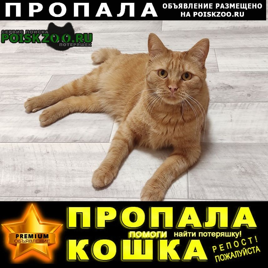 Пропал кот ярко рыжего окраса, крупный Красноярск