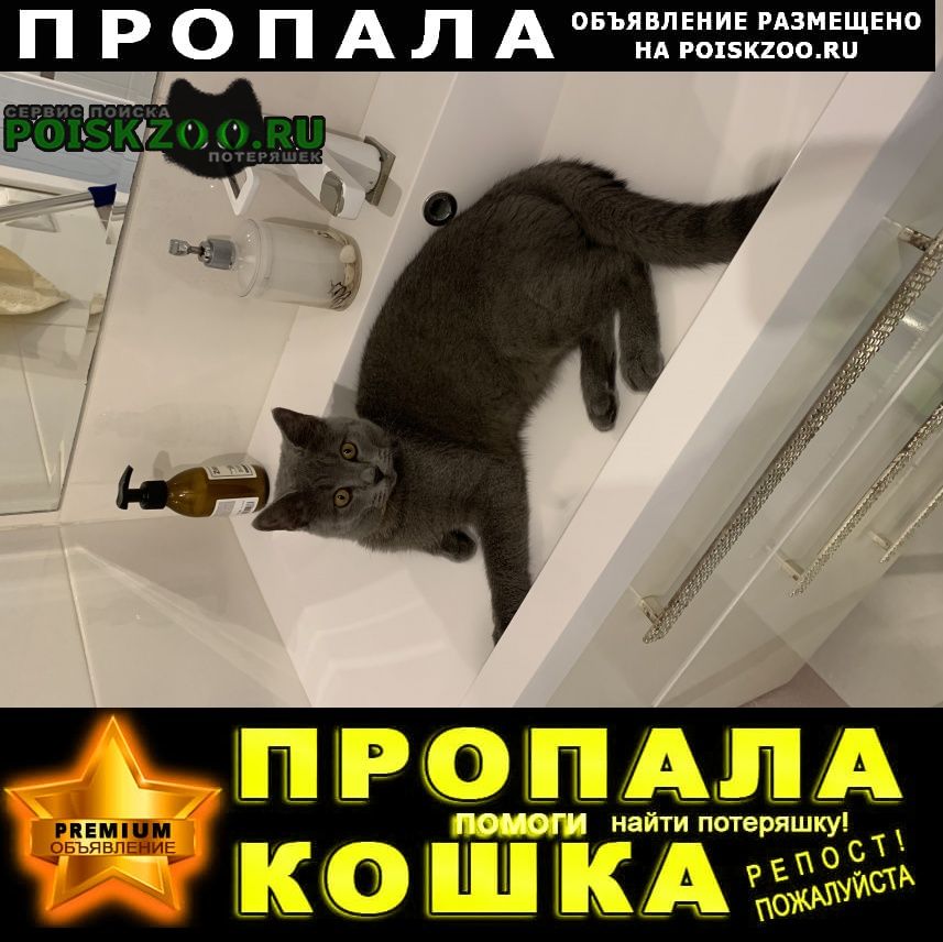 Пропал кот. пос.мирный, Казань