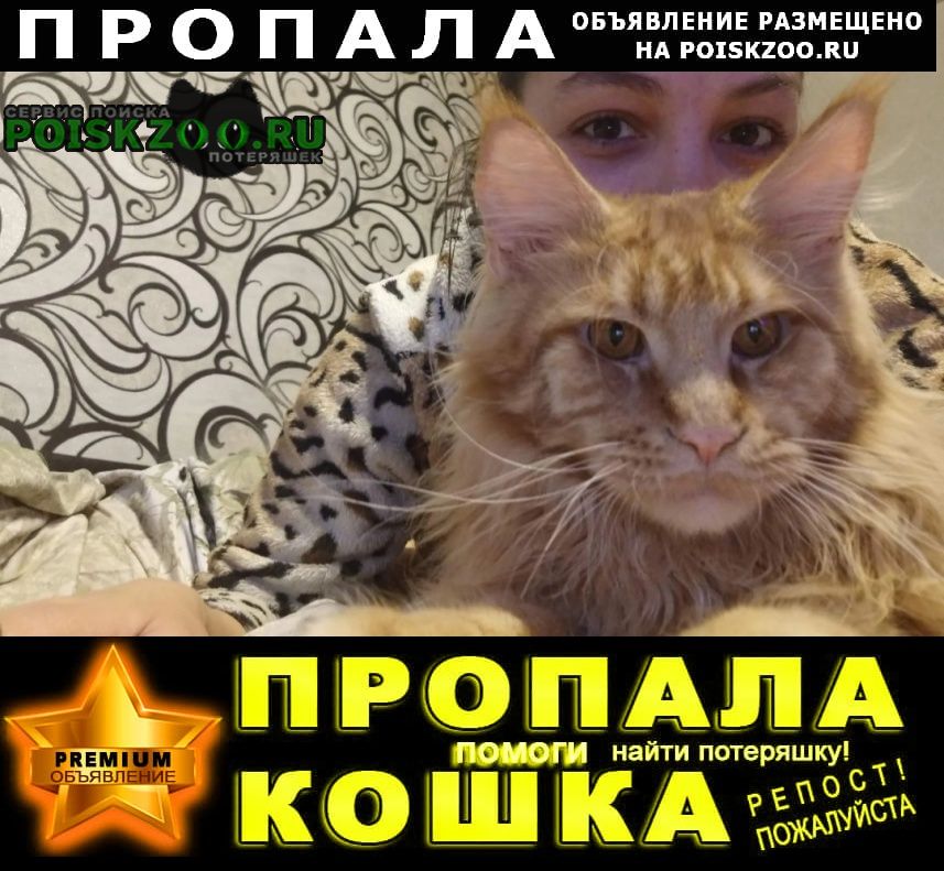 Саратов Пропал кот мейн-кун 8 дачная