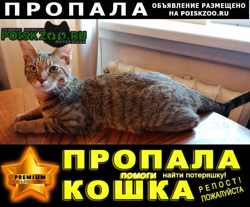 Пропала кошка Красноярск