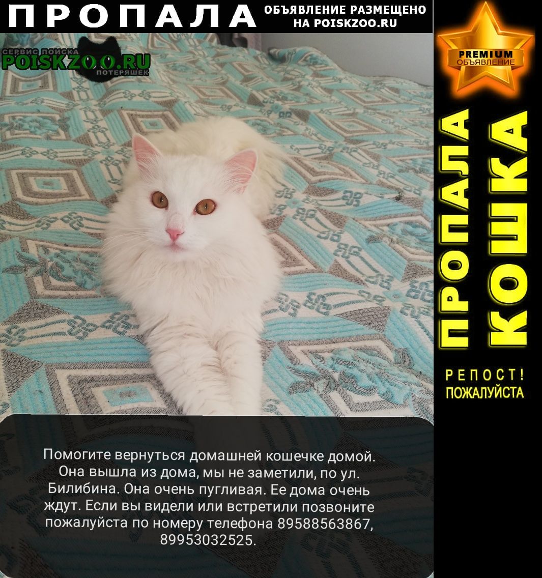 Калининград (Кенигсберг) Пропала кошка помогите вернуться кошечке домой