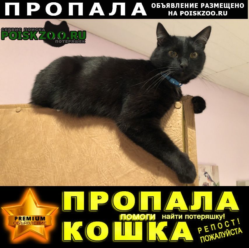 Пропал кот чёрный Москва