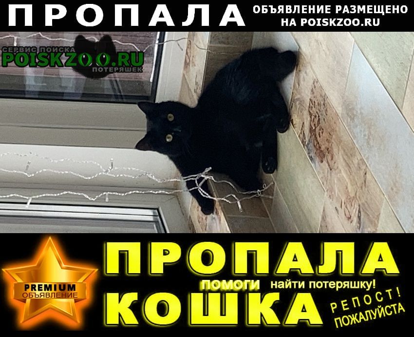 Кашира Пропала кошка черная
