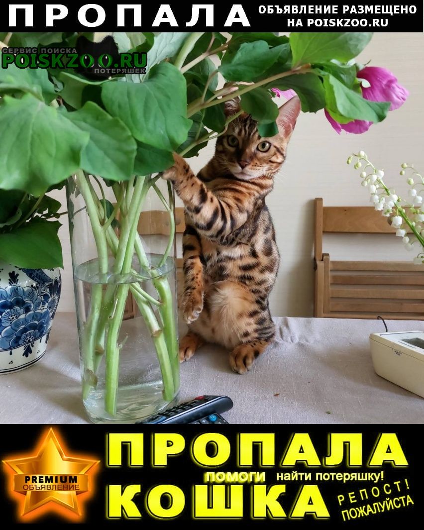 Тольятти Пропал кот