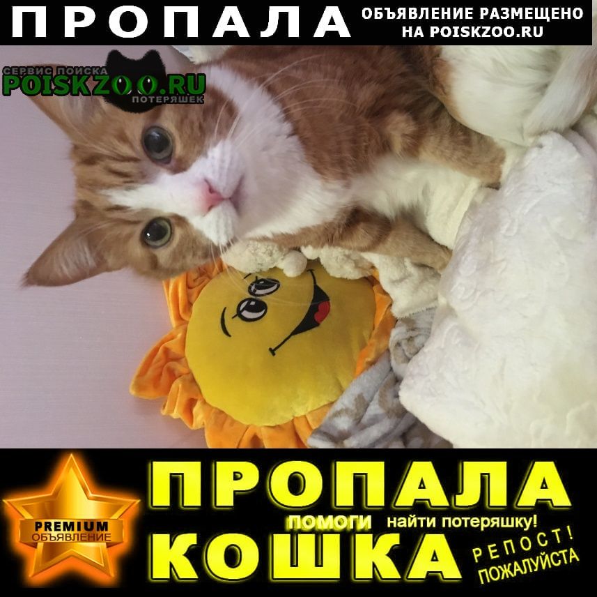 Приозерск Пропал кот