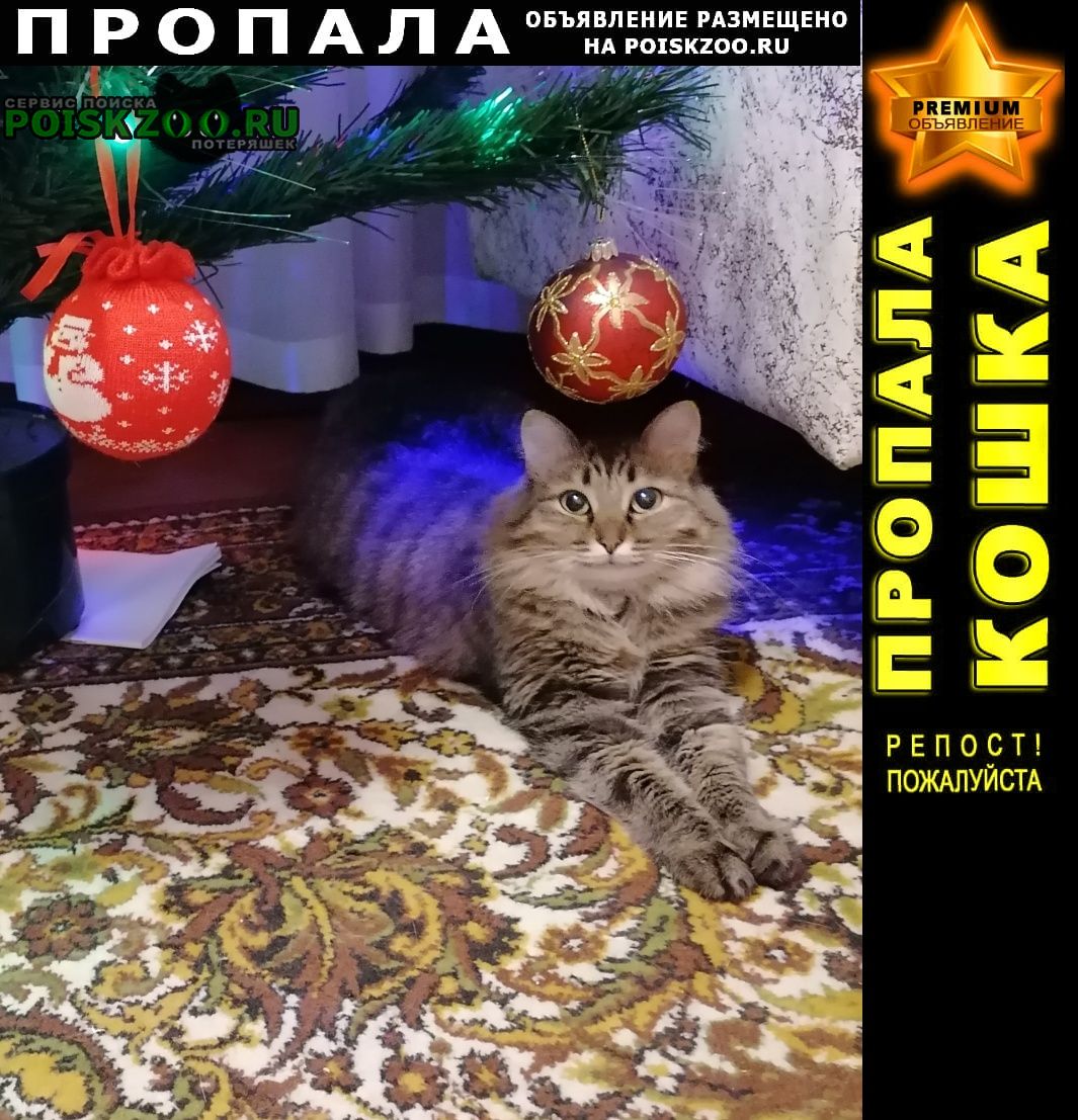Ангарск Пропала кошка