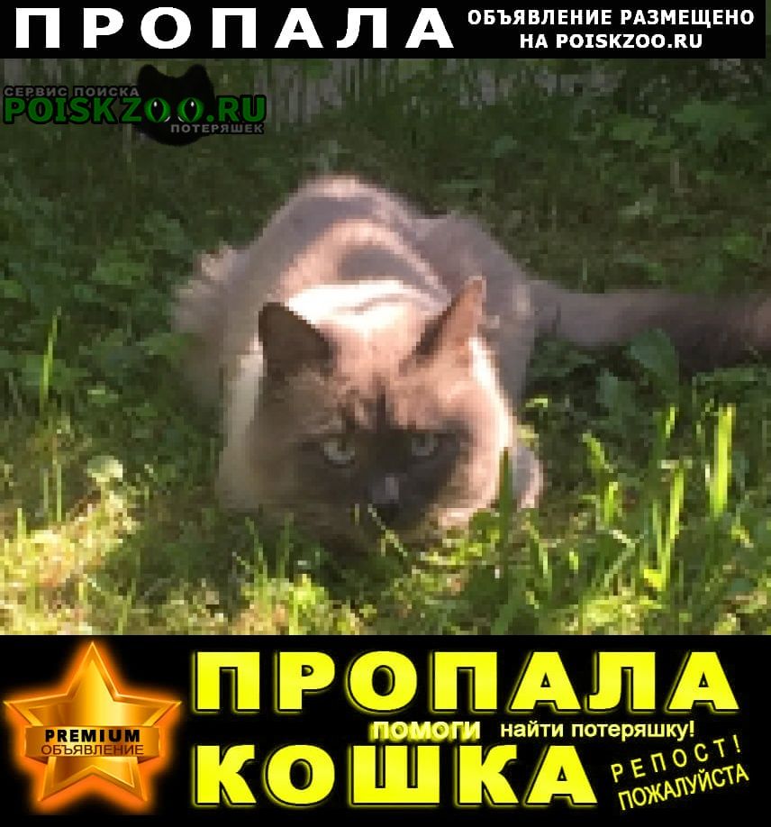 Пропал кот похож на сиамца Ярославль