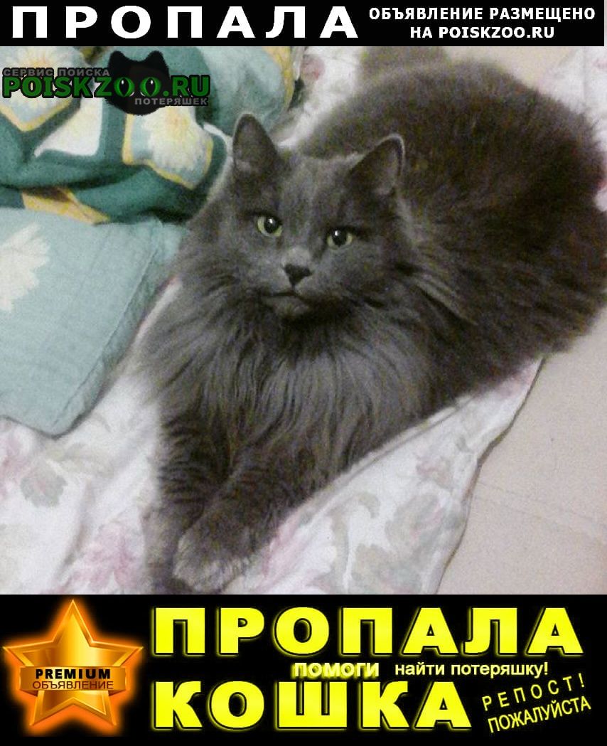 Истра Пропала кошка в снт сафонтьево