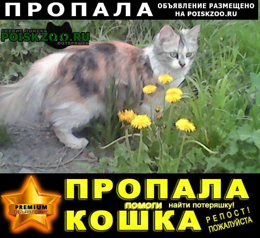 Пропала кошка Челябинск