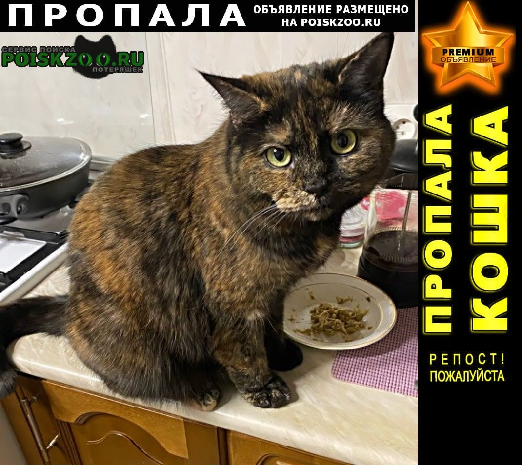 Пропала кошка снт « прогресс-2-поляна Санкт-Петербург