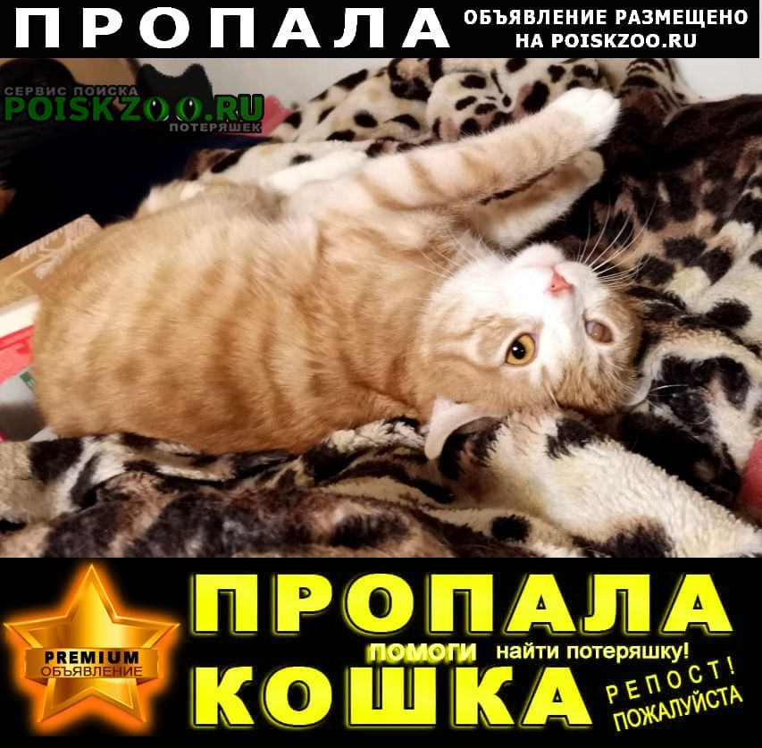Пропал кот рыжий кот, ищем, глаз правый Новосибирск