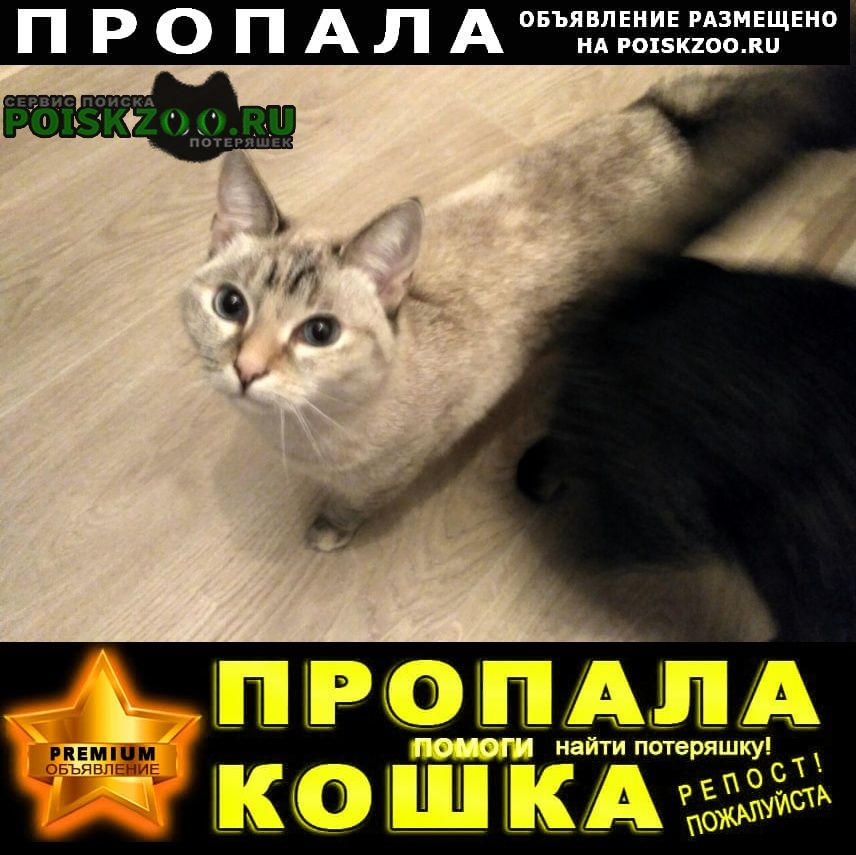 Пропала кошка убежала на ленинградском вокзале Москва