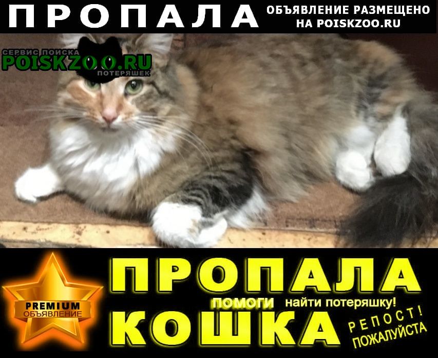 Пропала кошка в частном секторе павшино. Красногорск