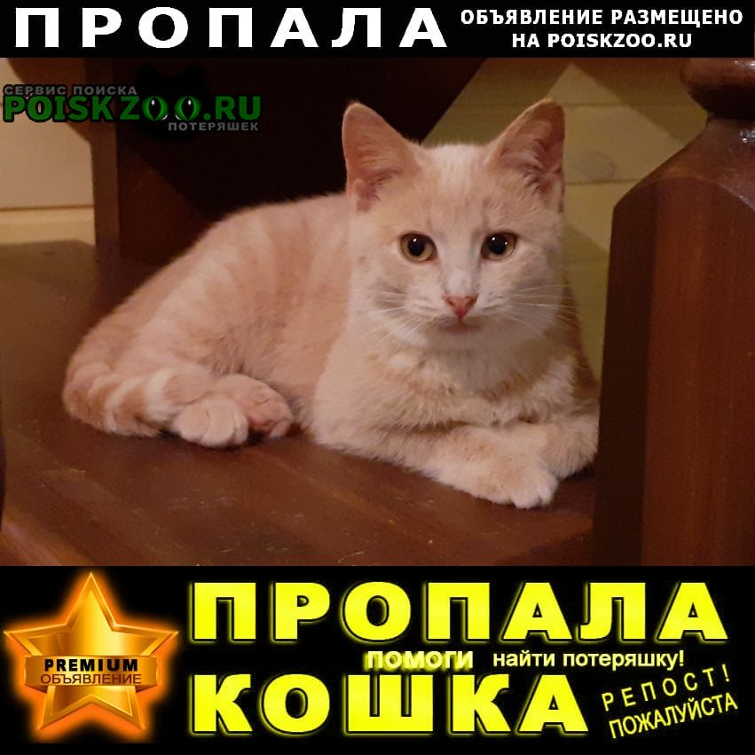 Пропала кошка палевая деревня никоново Чехов