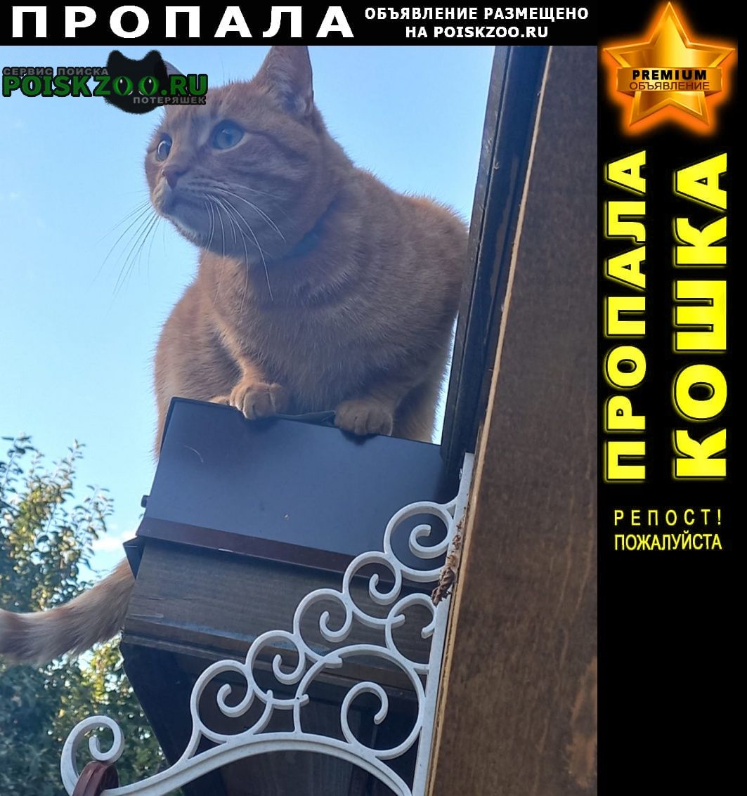 Пропал кот Переславль-Залесский
