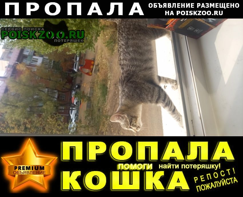 Пропала кошка г. Омск