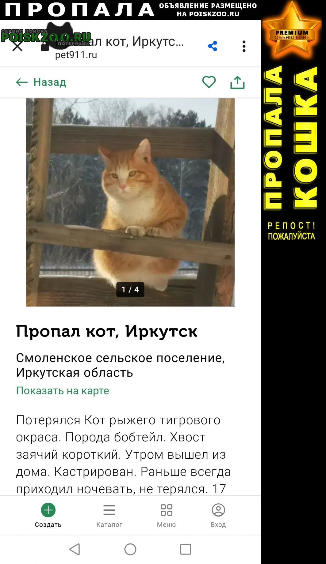 Пропал кот максимальный репост Иркутск