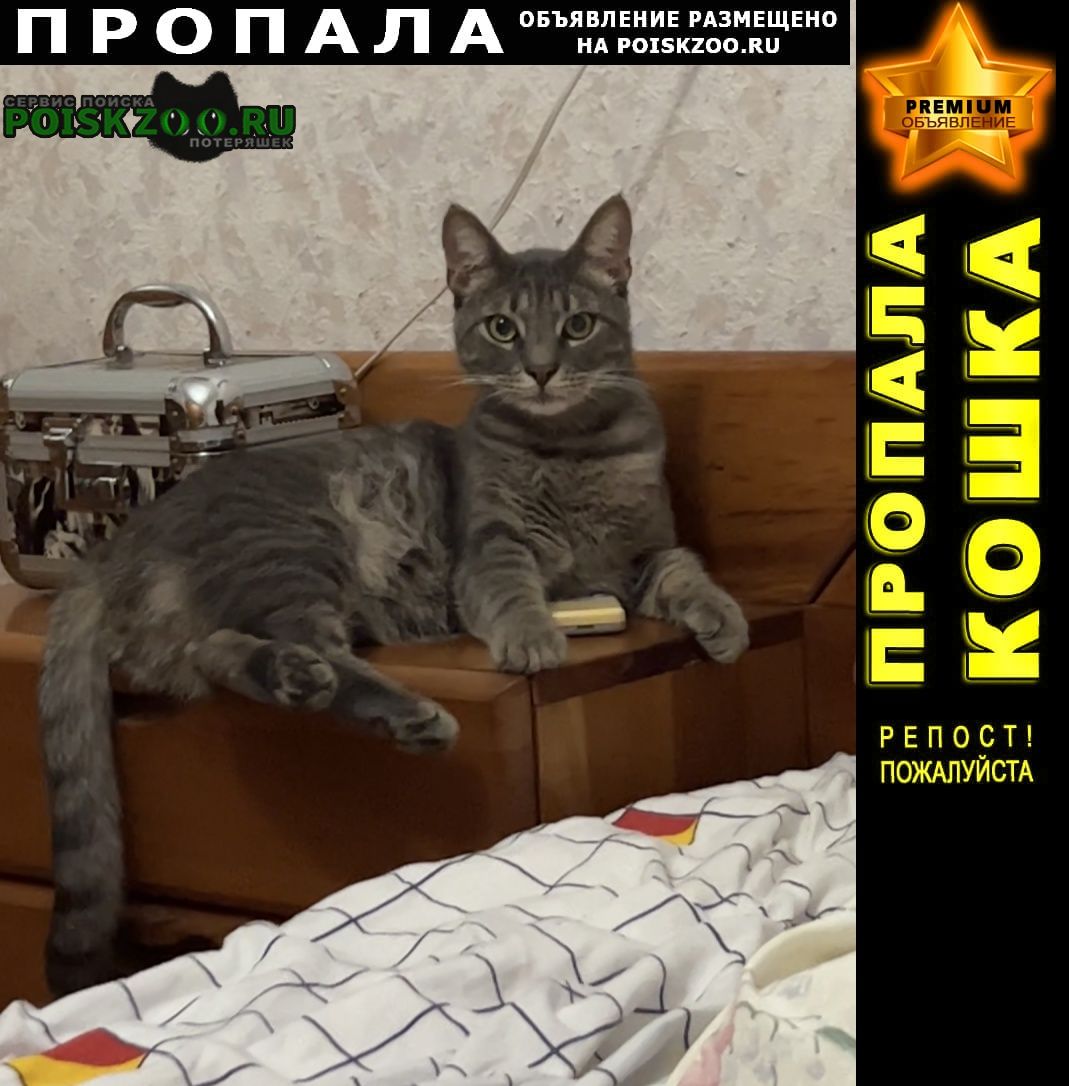 Новороссийск Пропал кот с зеленым ошейником