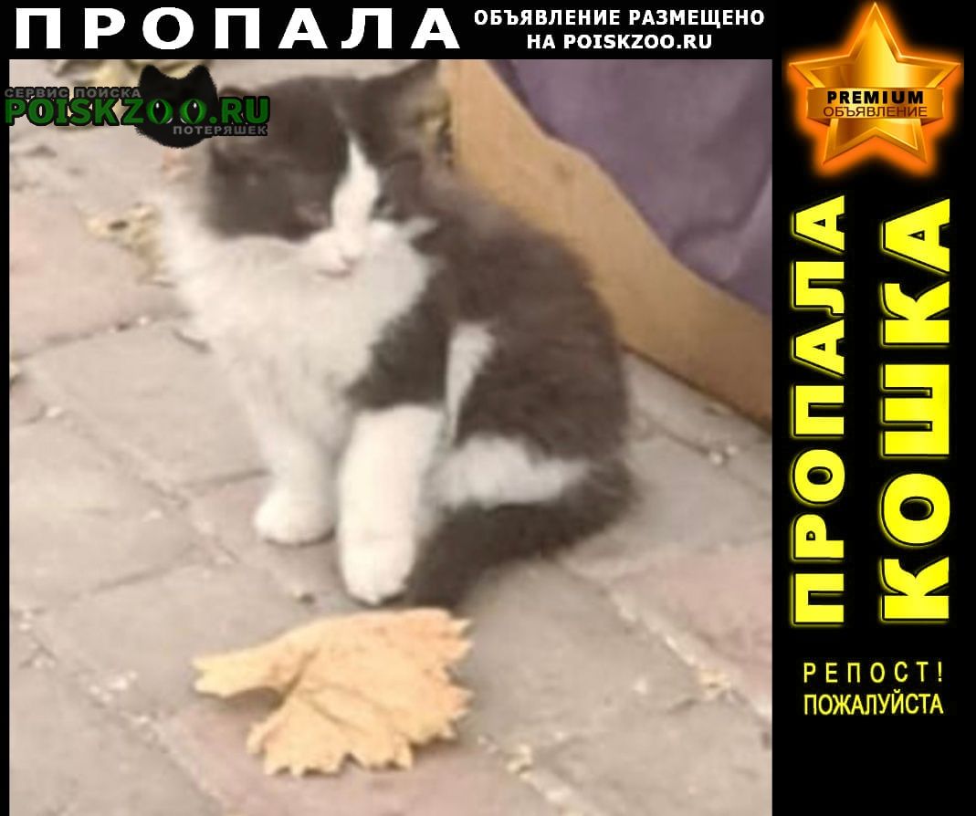 Пропал кот вчера примерно около 22.00 кот Ростов-на-Дону