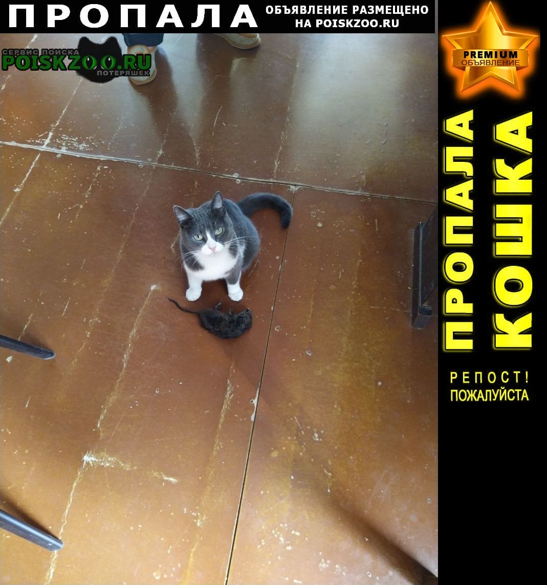 Санкт-Петербург Пропала кошка потерялась в районе будапештской ул, 17