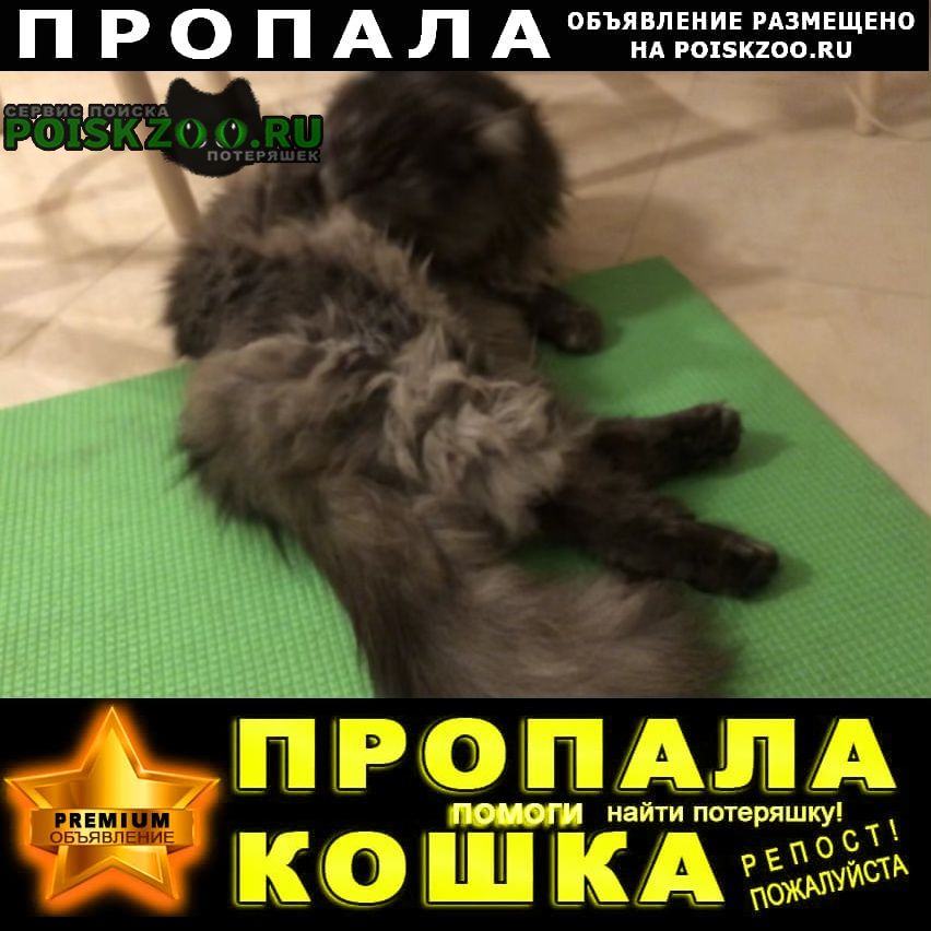 Омск Пропала кошка