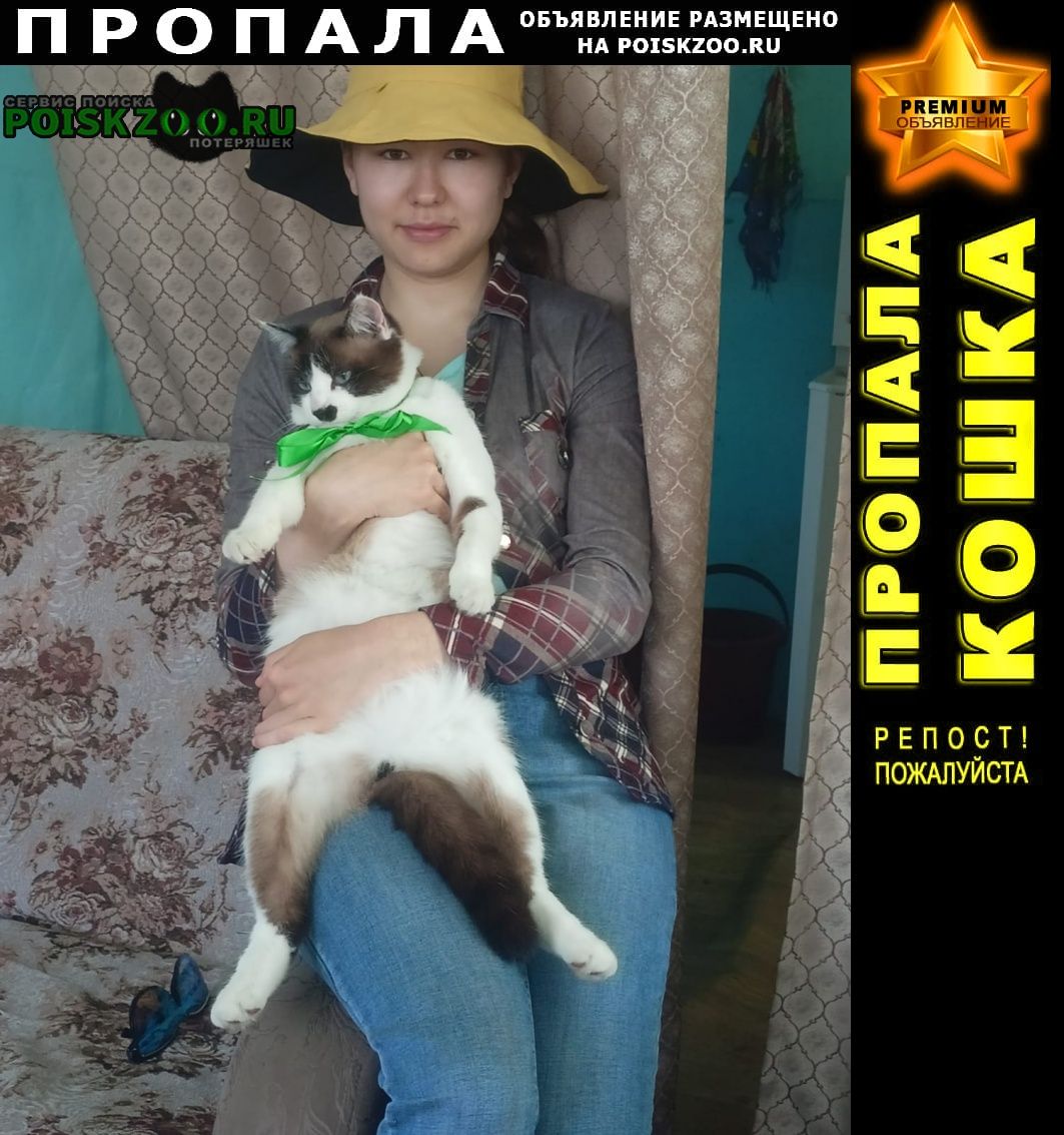 Улан-Удэ Пропал кот семён породы сноу-шу сероглазый