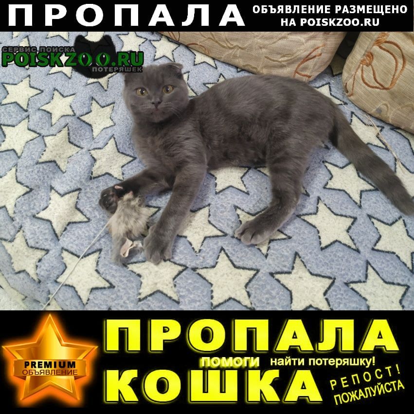 Батайск Пропал кот