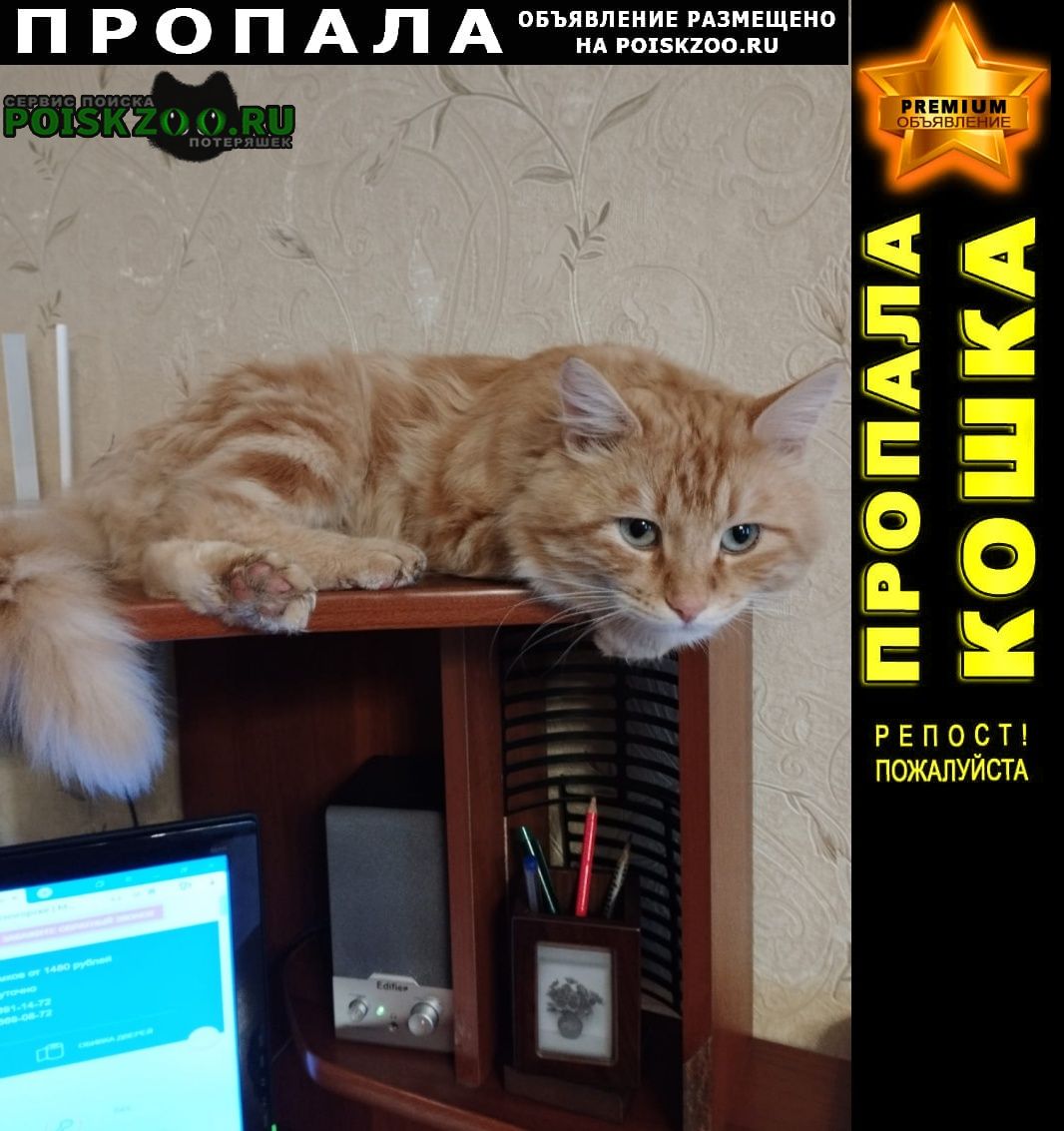 Красногорск Пропал кот