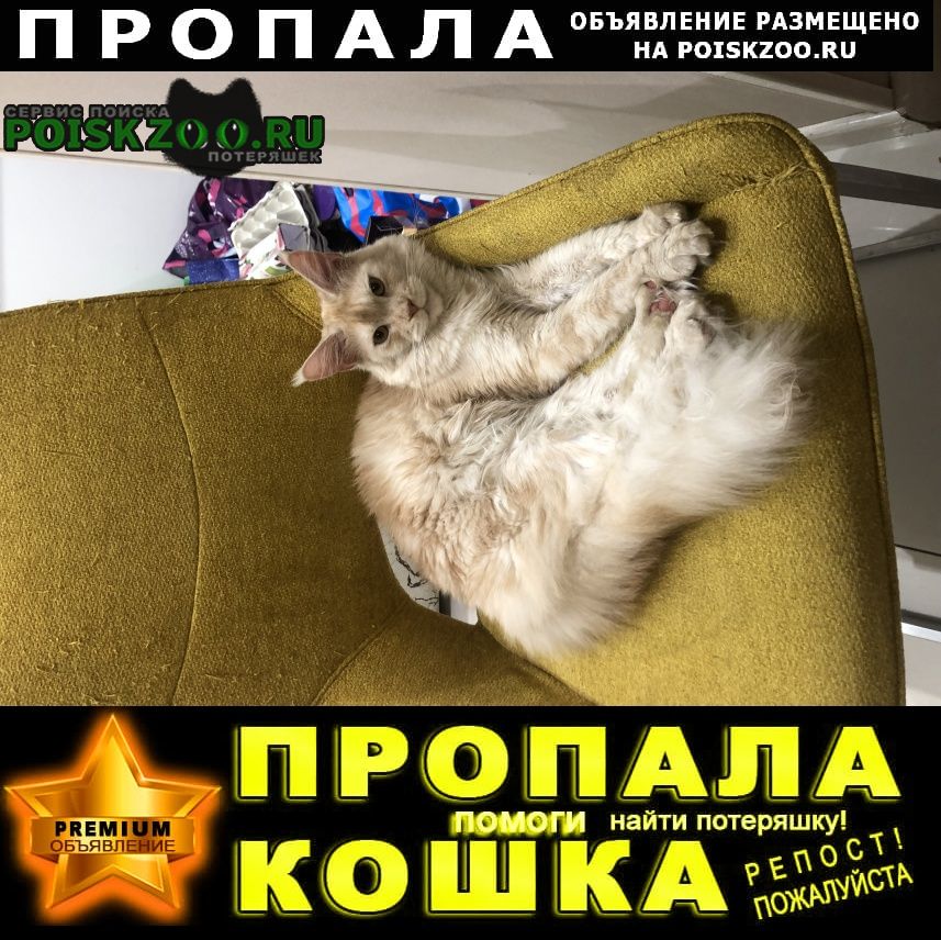 Пропала кошка мэйнкун Ярославль