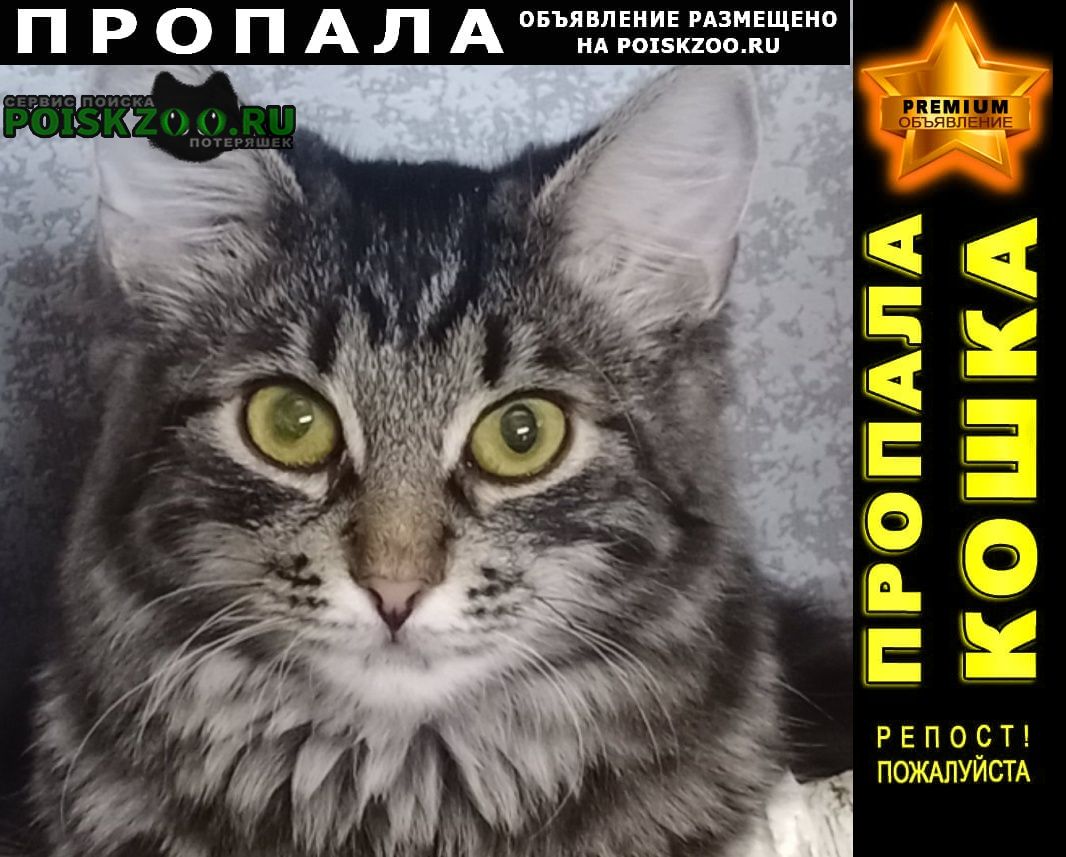 Ярославль Пропала кошка серый котик