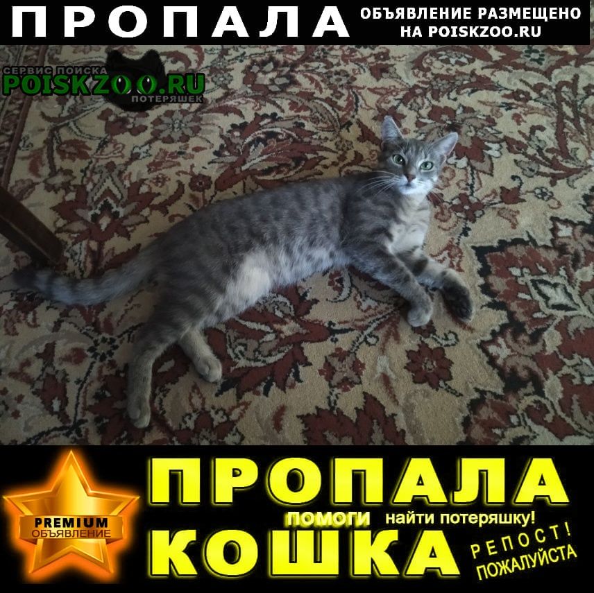 Пропала кошка, улица рашпилевская Краснодар