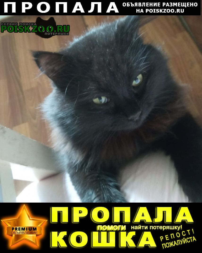 Пропал кот в районе каменки Ростов-на-Дону