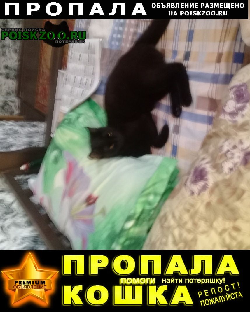 Пропала кошка в е пос.северный Таганрог
