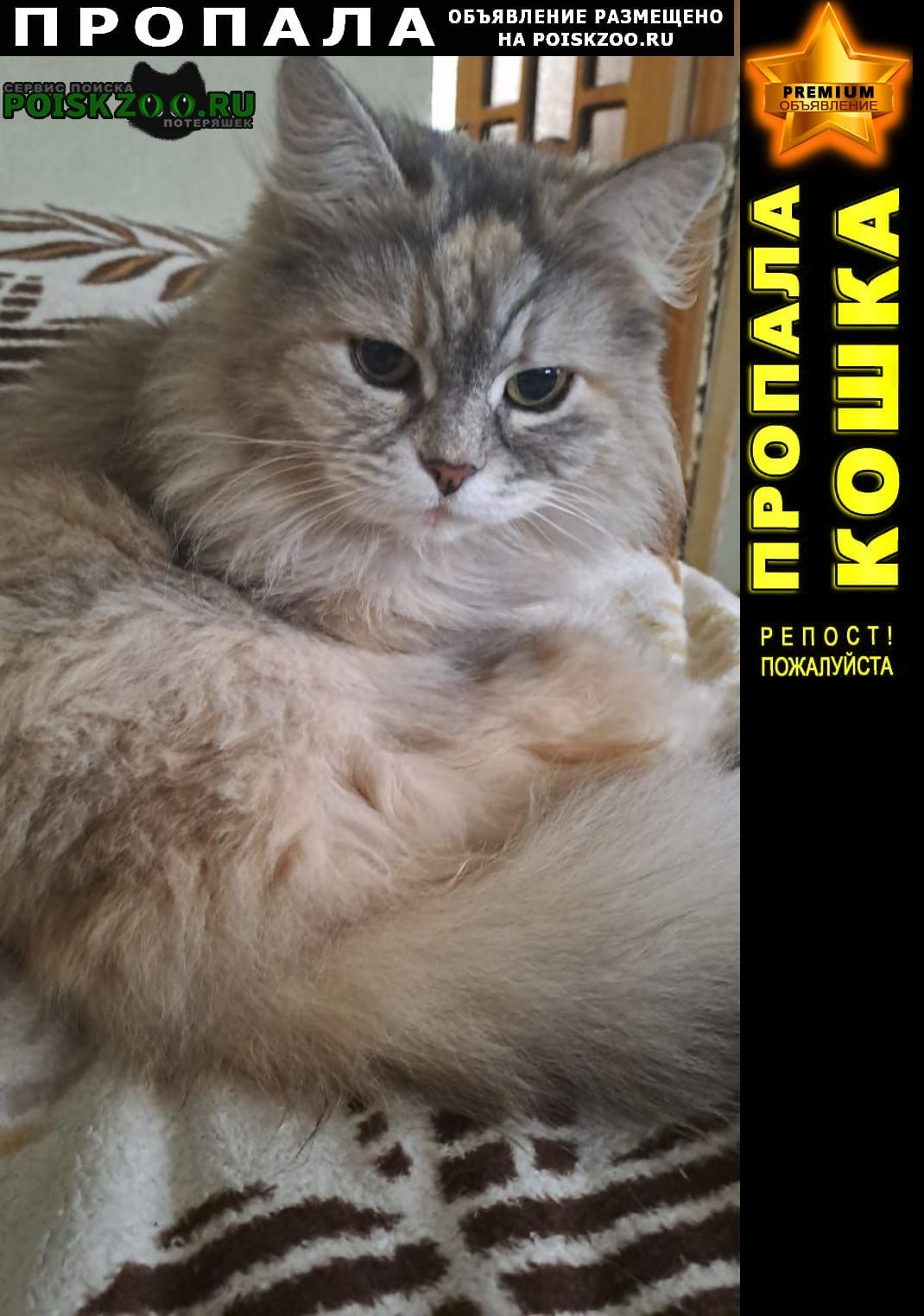 Пропала кошка в районе кубгау Краснодар